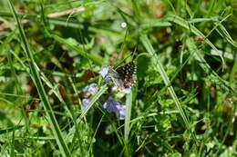 Image of Checkered-Skippers