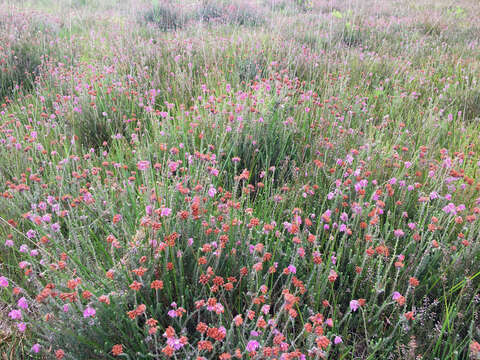 Image of Bog Heather