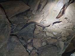 Image of Black-palmed Rock Monitor