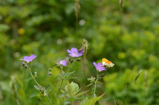 Image of Orangetips