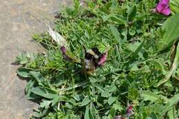 Image of Bombus pyrenaeus Pérez 1879