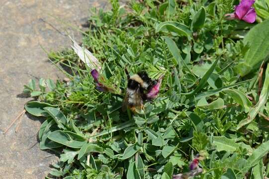 Imagem de Bombus pyrenaeus Pérez 1879