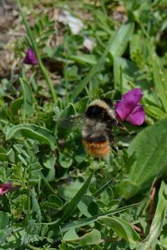 Image of Bombus pyrenaeus Pérez 1879