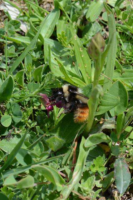 Image of Bombus pyrenaeus Pérez 1879