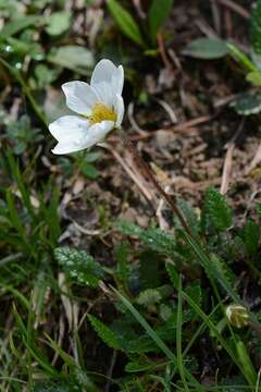 Image of mountain-avens