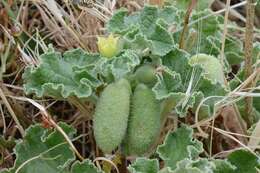 Image of squirting cucumber