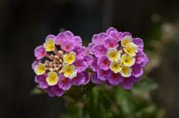 Image of lantana