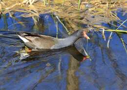 Image of Typical Moorhens