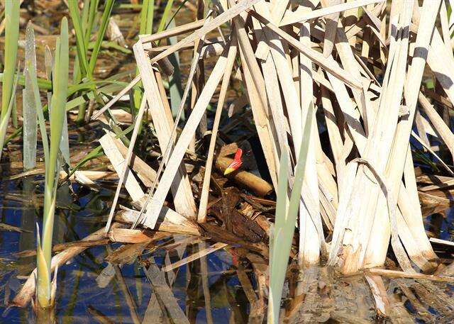 Image of Typical Moorhens