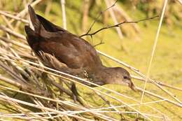 Image of Typical Moorhens