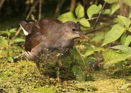 Image of Typical Moorhens