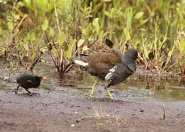 Image of Typical Moorhens