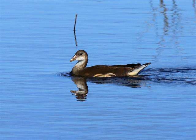 Image of Typical Moorhens