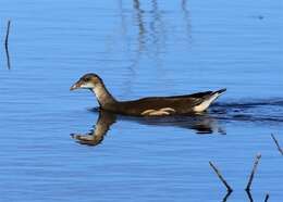 Image of Typical Moorhens