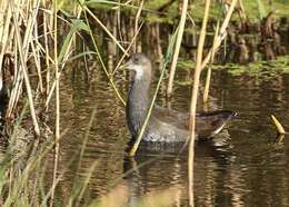 Image of Typical Moorhens