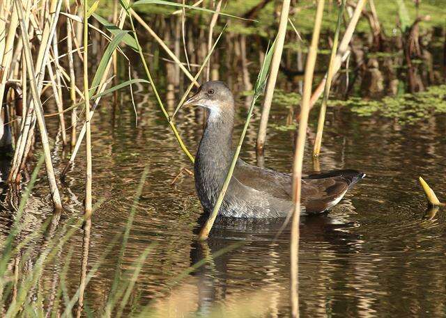 Image of Typical Moorhens