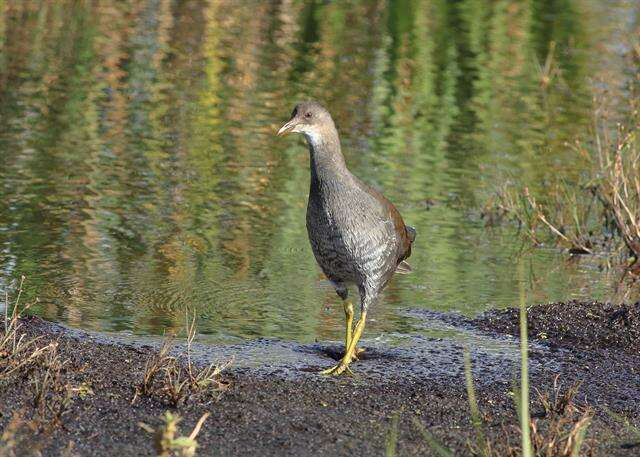 Image of Typical Moorhens