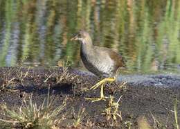 Gallinula Brisson 1760 resmi