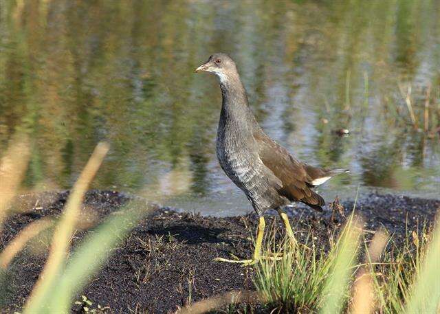 Image of Gallinula Brisson 1760