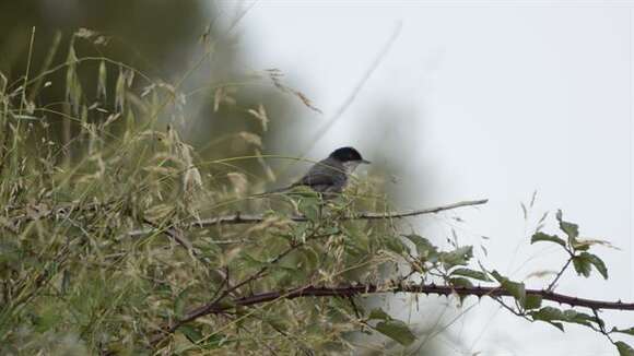 Image of Typical warblers