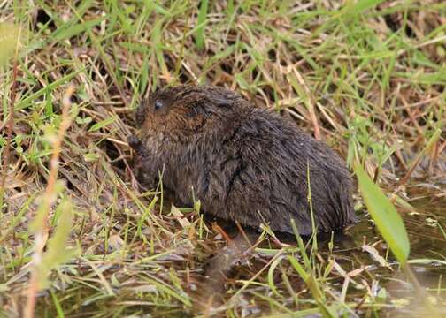 Image of Water Voles