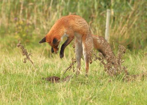 Image of Foxes