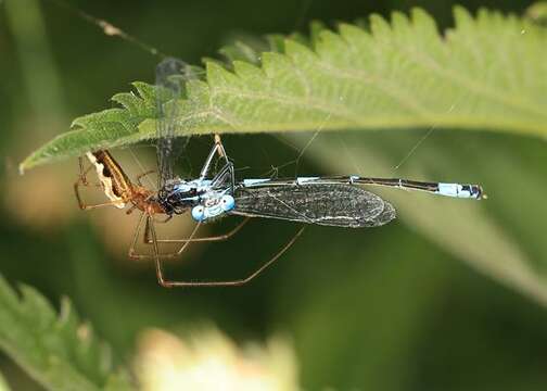 Image of Variable Bluet