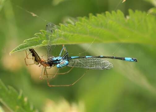 Image of Variable Bluet