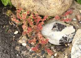 Sedum hispanicum L. resmi