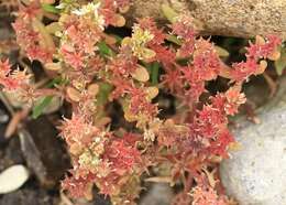 Sedum hispanicum L. resmi