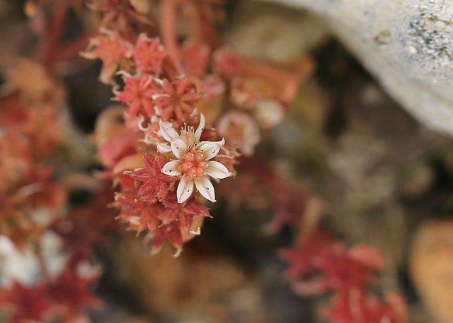 Sedum hispanicum L. resmi