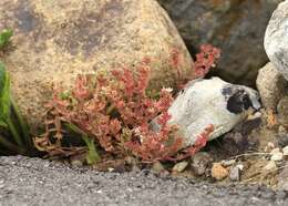 Sedum hispanicum L. resmi