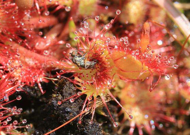 Image of Sundews