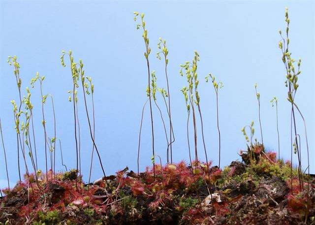 Image of Sundews