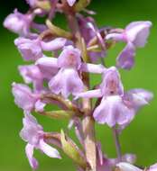 Image of Rein Orchids