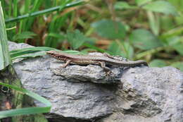 Image of Derjugin's lizard