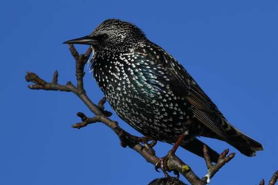 Image of Sturnus Linnaeus 1758