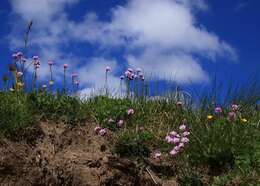 Imagem de Armeria maritima subsp. elongata (Hoffm.) Bonnier