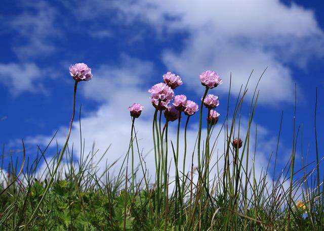 Imagem de Armeria maritima subsp. elongata (Hoffm.) Bonnier