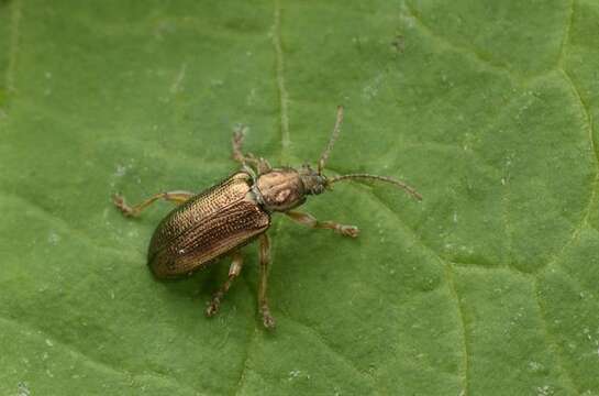 Image of reed leaf beetle