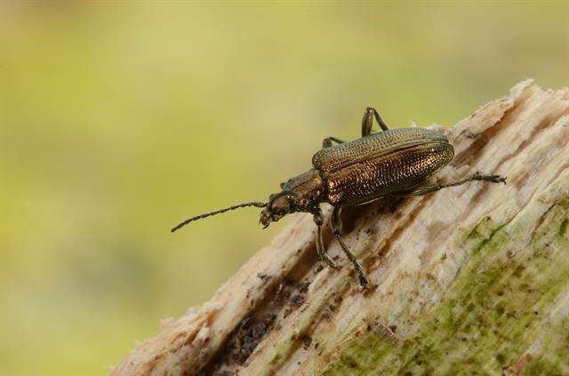 Image of reed leaf beetle