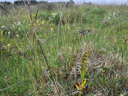 Plancia ëd Dactylorhiza