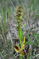 Plancia ëd Dactylorhiza