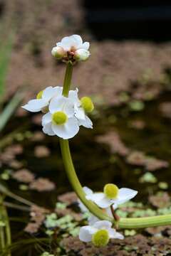 Image of Sagittaria Grandori 1934