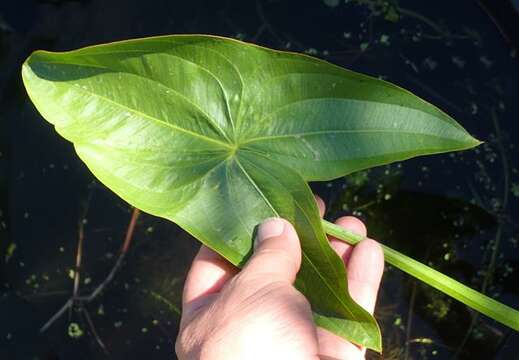 Image of Sagittaria Grandori 1934