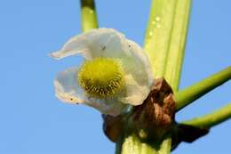 Image de Sagittaria Grandori 1934