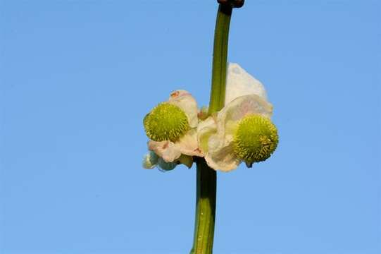 Image of Sagittaria Grandori 1934