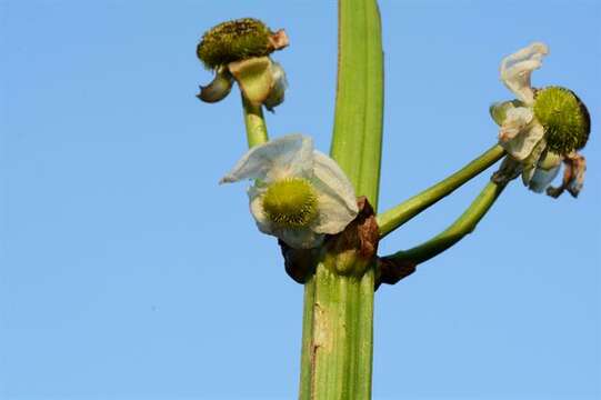 Sagittaria Grandori 1934 resmi