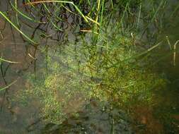 Image of waterworts