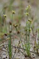 Image of dwarf rush